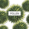 pollen magnified