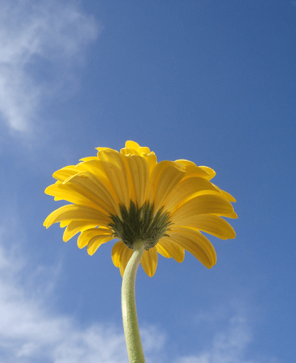 Yellow flower on a blue sky - Let Bailey's improve your indoor air quality in Augusta.