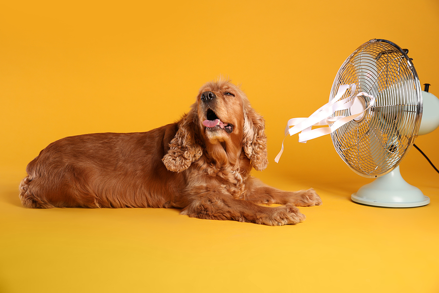 Keep you and your furry friends cool! Call Bailey's Comfort Services today!